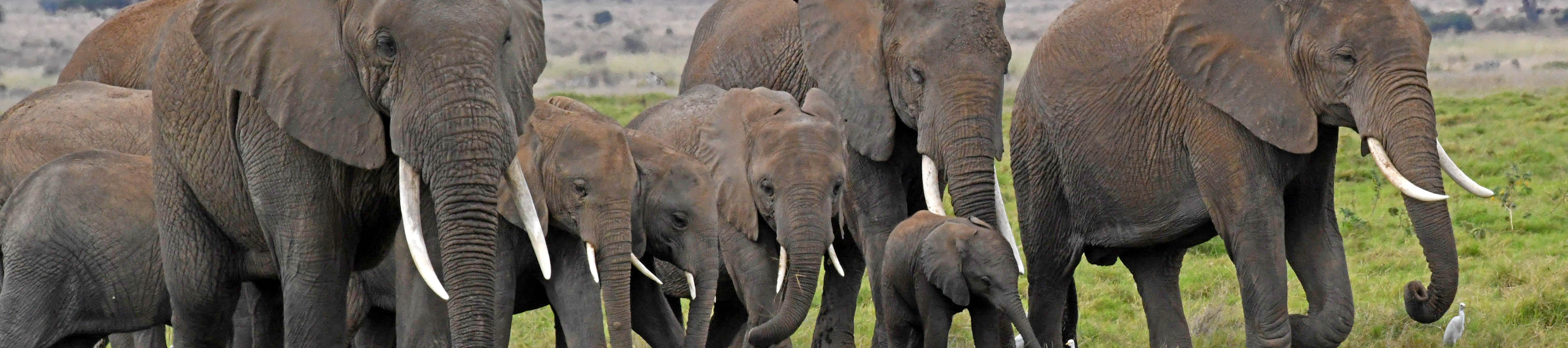 How Travel Can Help Save Elephants Across the Globe